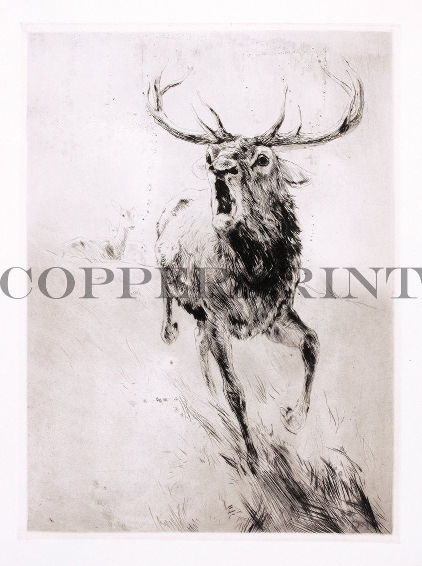 Studie eines rennenden Hirsches Kunstdruck Tiefdruck