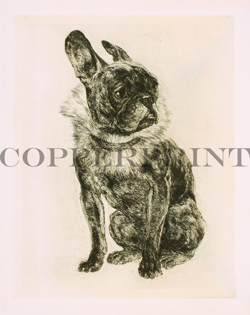 Studie eines sitzenden Mopses Kunstdruck Tiefdruck