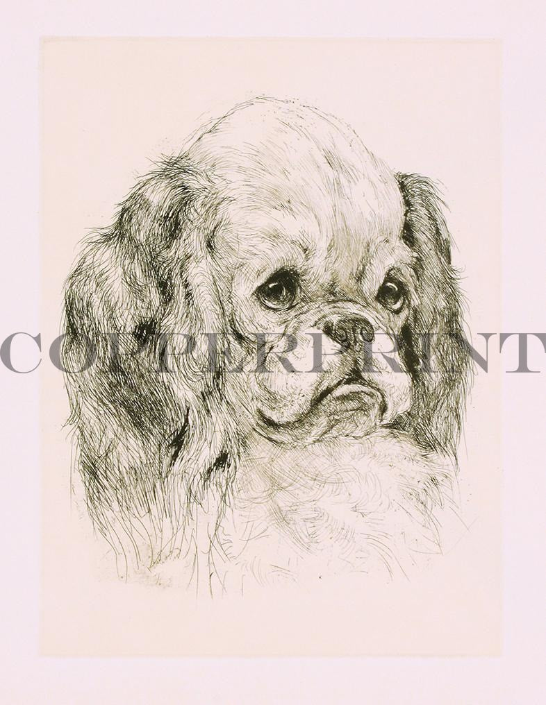 Studie eines Spaniel Kopfes Kunstdruck Tiefdruck