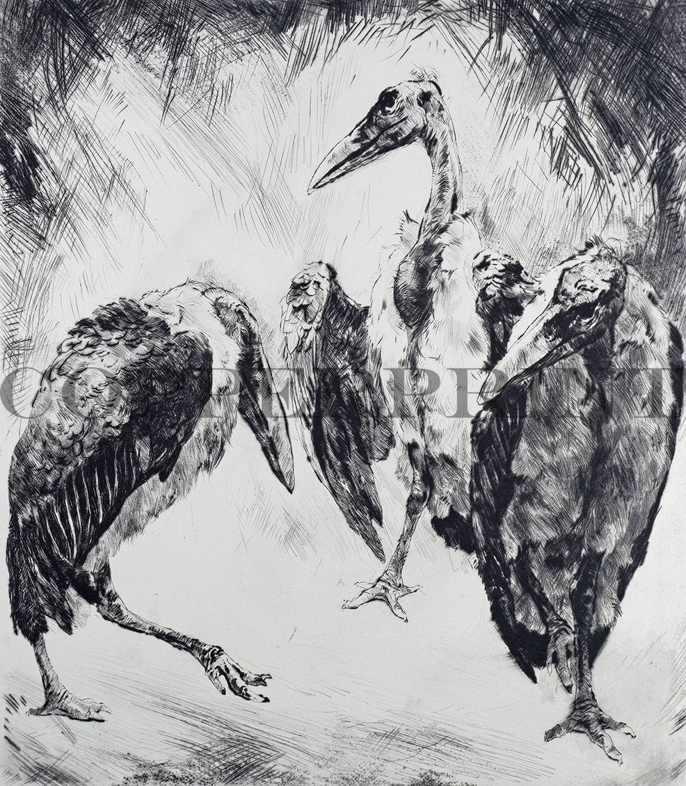 Studie von mehreren Marabus Vögeln Kunstdruck Tiefdruck