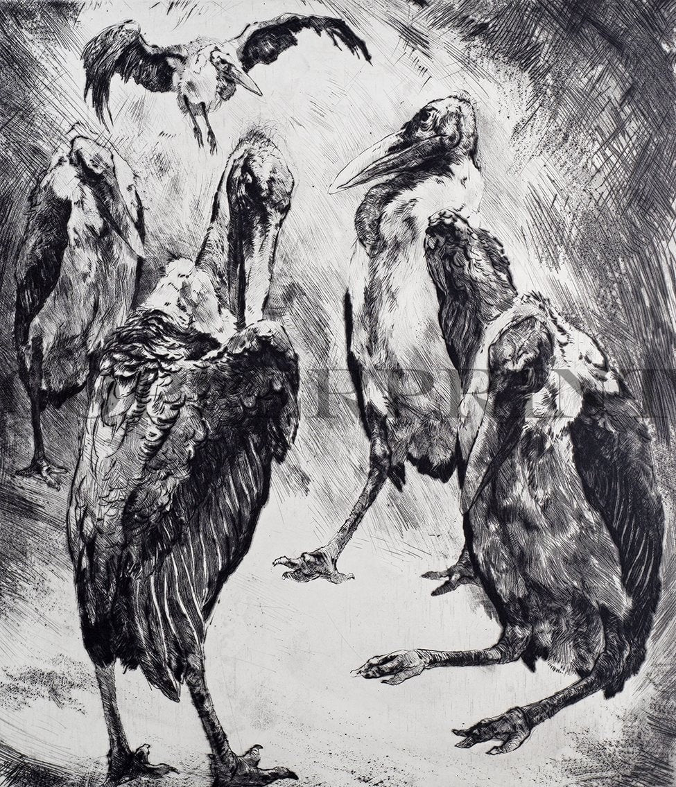 Studie von Marabus Vögeln Kunstdruck Tiefdruck