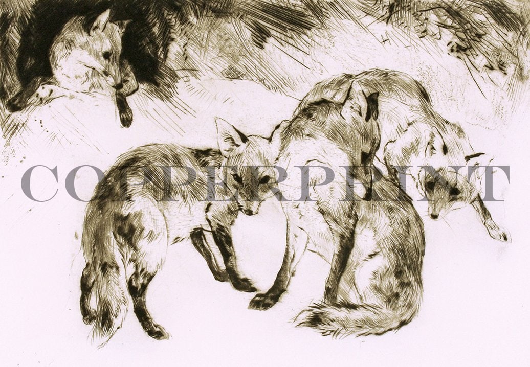 Darstellung von drei Jungfüchsen Kunstdruck Tiefdruck