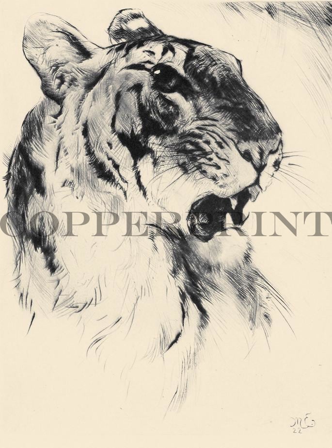 Studie eines Tigerkopfes Kunstdruck Tiefdruck