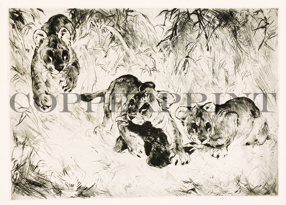 junge Löwen beim spielen Kunstdruck Tiefdruck