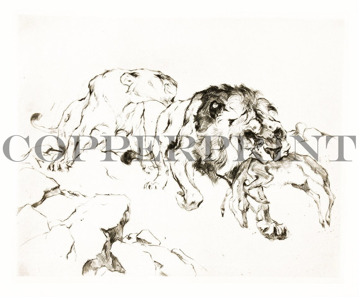 Löwen bei der Jagd Kunstdruck Tiefdruck