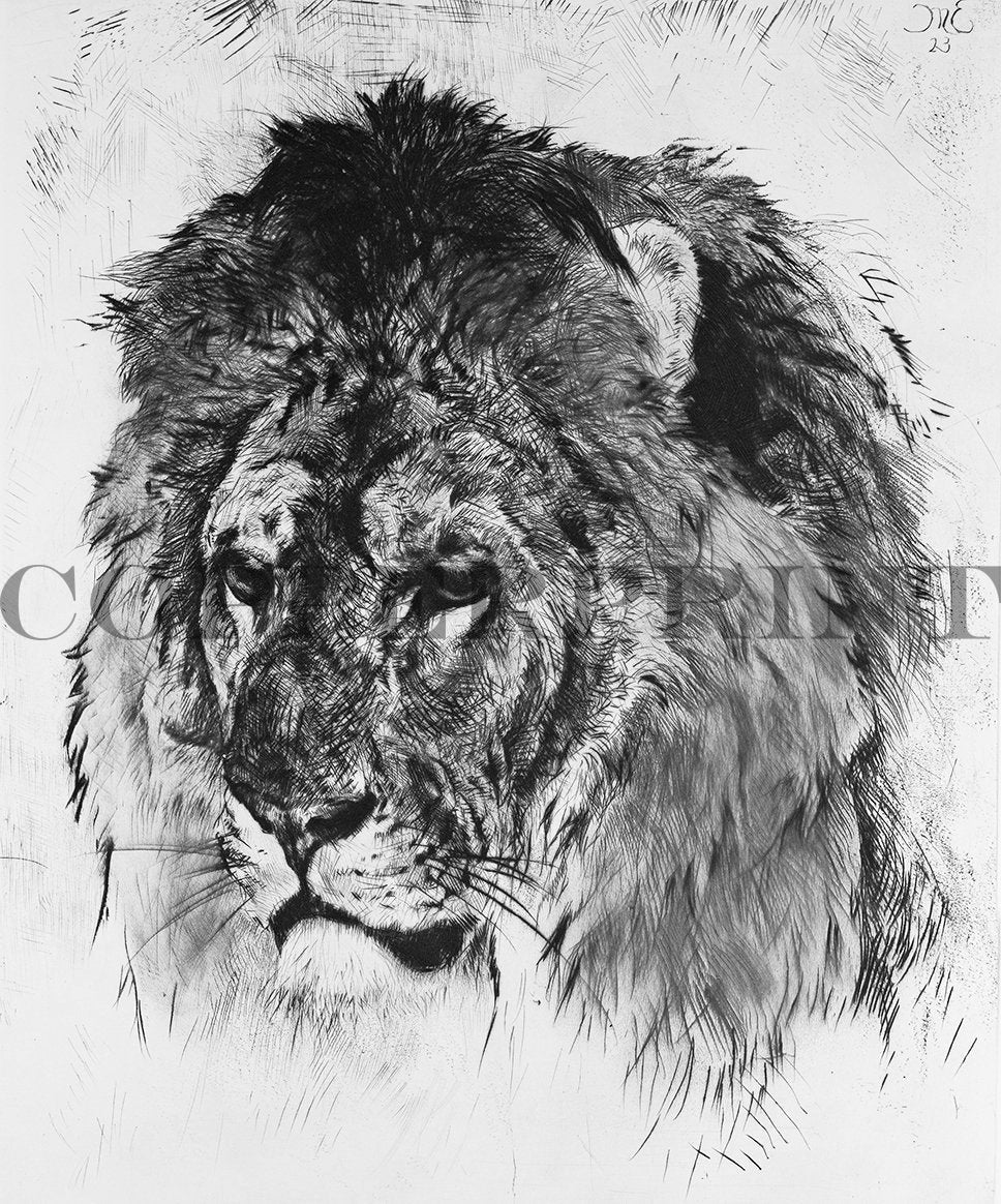 Studie eines Löwenkopfes Kunstdruck Tiefdruck