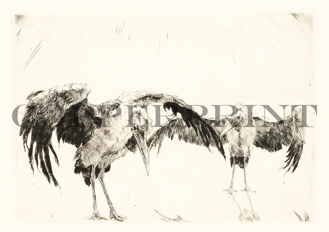 Studie zweier Marabus Vögel Kunstdruck Tiefdruck