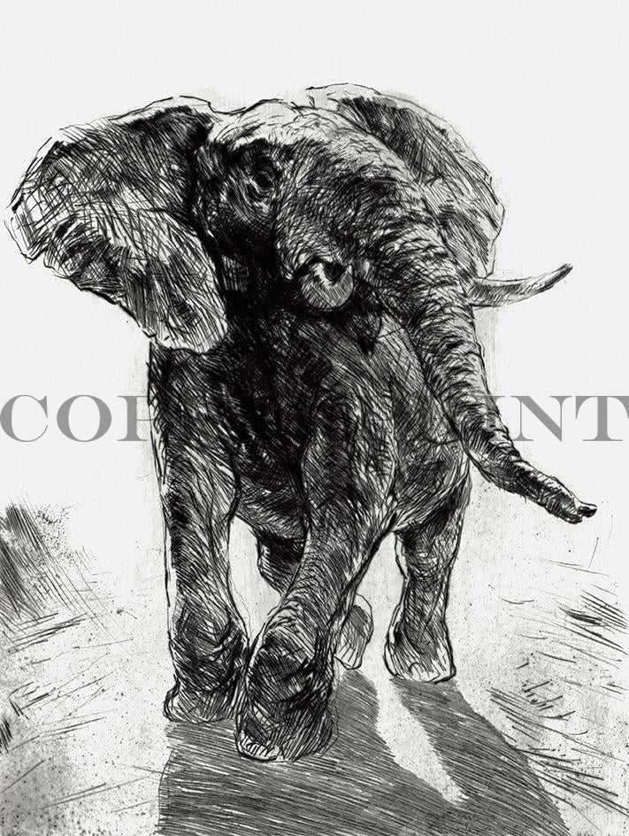 Studie eines Elefanten Kunstdruck Tiefdruck