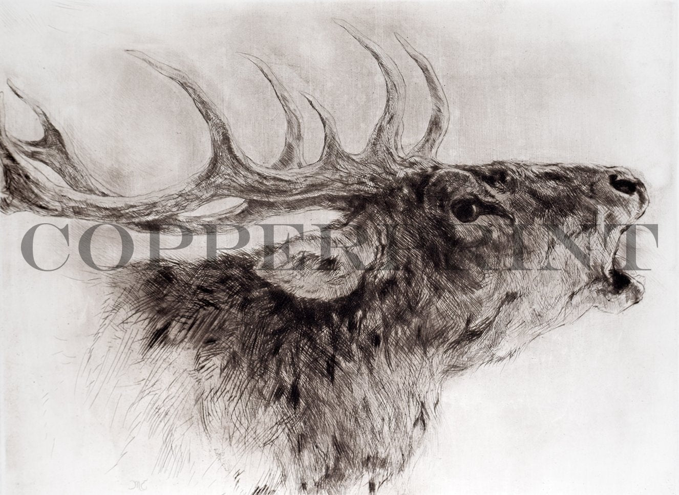 Studie eines röhrendes Hirsches Kunstdruck Tiefdruck