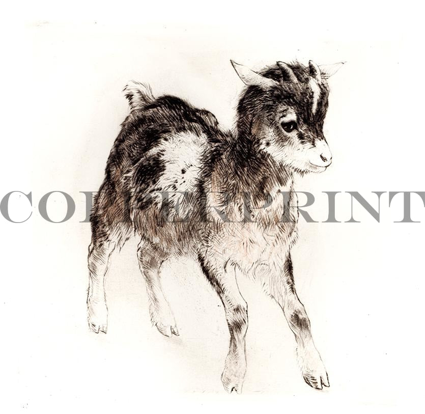 Studie eines jungen Ziegenbocks Kunstdruck Tiefdruck