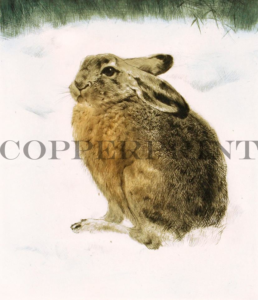 Hase sitzt im Schnee Kunstdruck Tiefdruck
