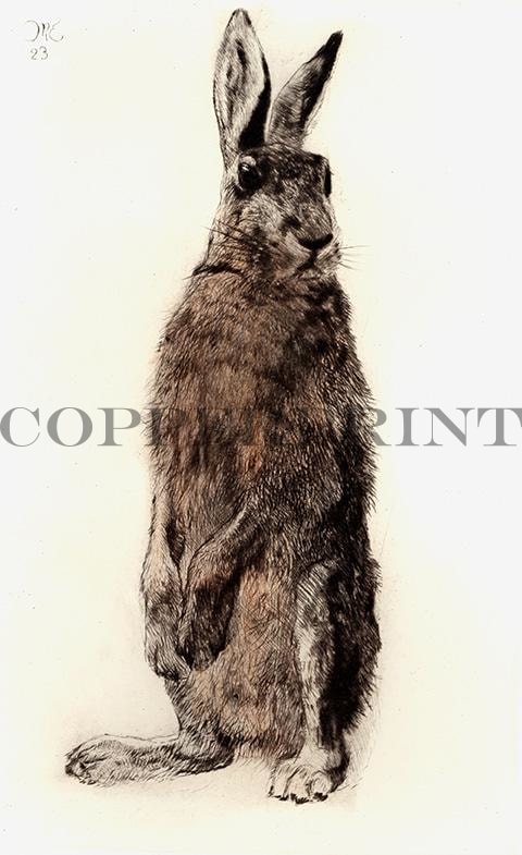 Hase steht aufrecht Kunstdruck Tiefdruck