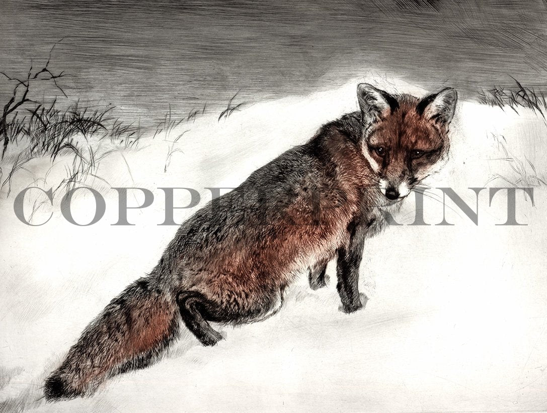 Ein Fuchs im Schnee Kunstdruck Tiefdruck