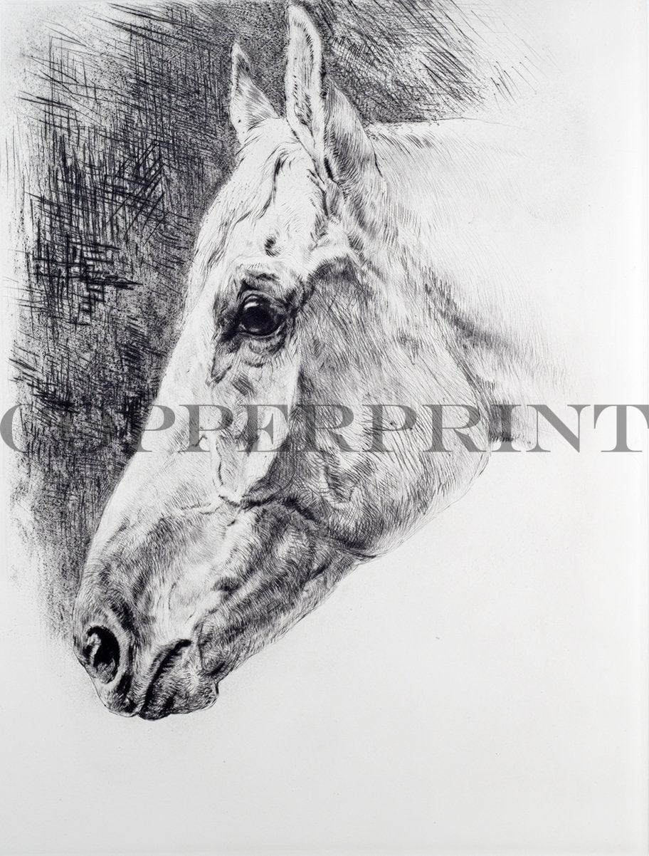 Studie eines weiblichen Pferdekopfes Kunstdruck Tiefdruck