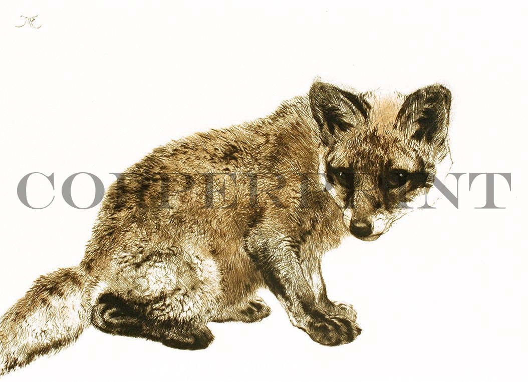 Studie eines jungen Fuchs Kunstdruck Tiefdruck