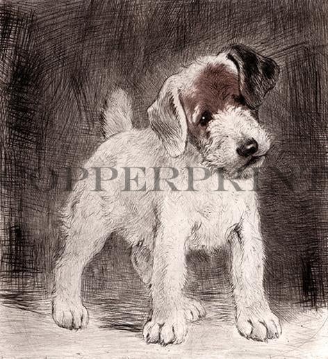 Studie eines jungen Terrier stehend Kunstdruck Tiefdruck