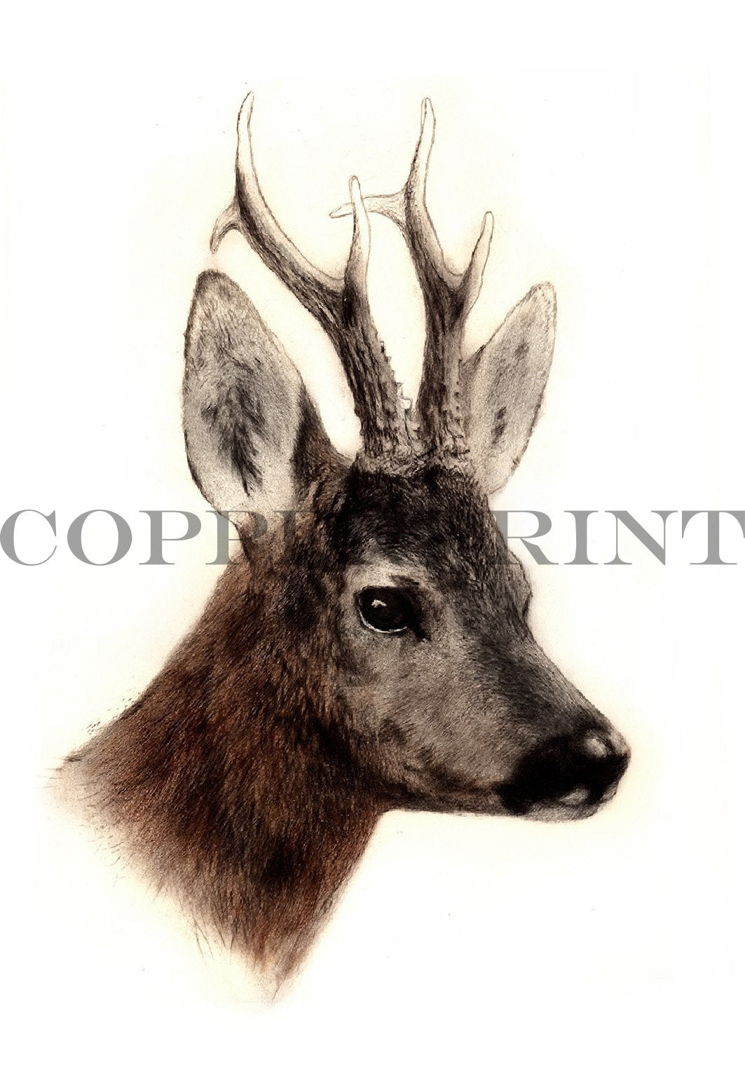 Studie eines Rehbock Kopfes Kunstdruck Tiefdruck