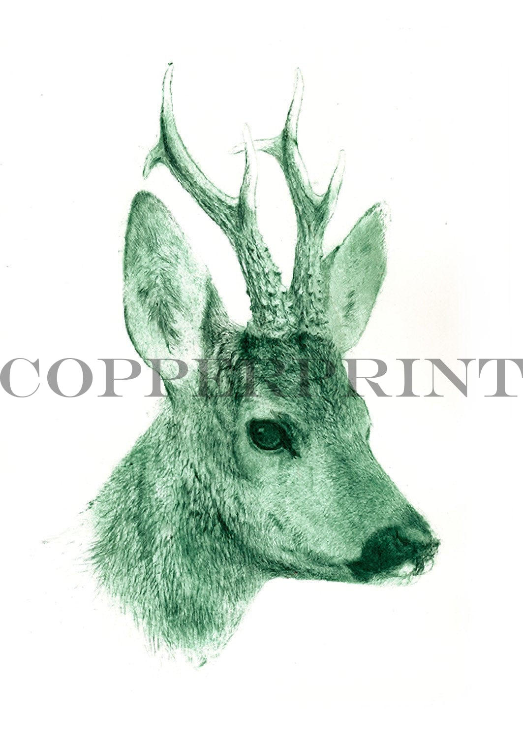 Studie eines Rehbock Kopfes in grün Kunstdruck Tiefdruck
