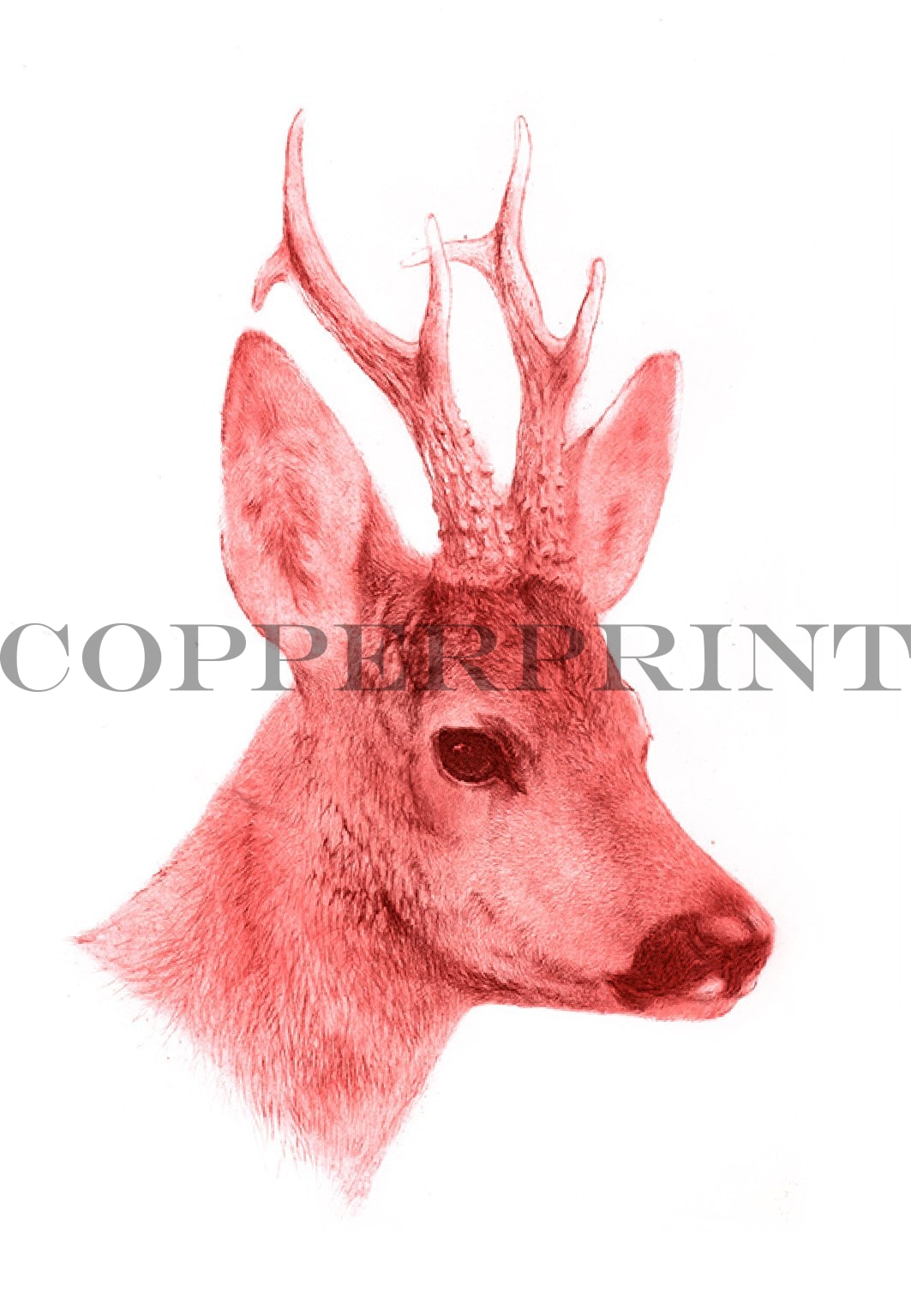 Studie eines Rehbock Kopfes in rot Kunstdruck Tiefdruck