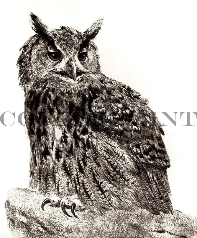 Studie eines Uhu Kunstdruck Tiefdruck