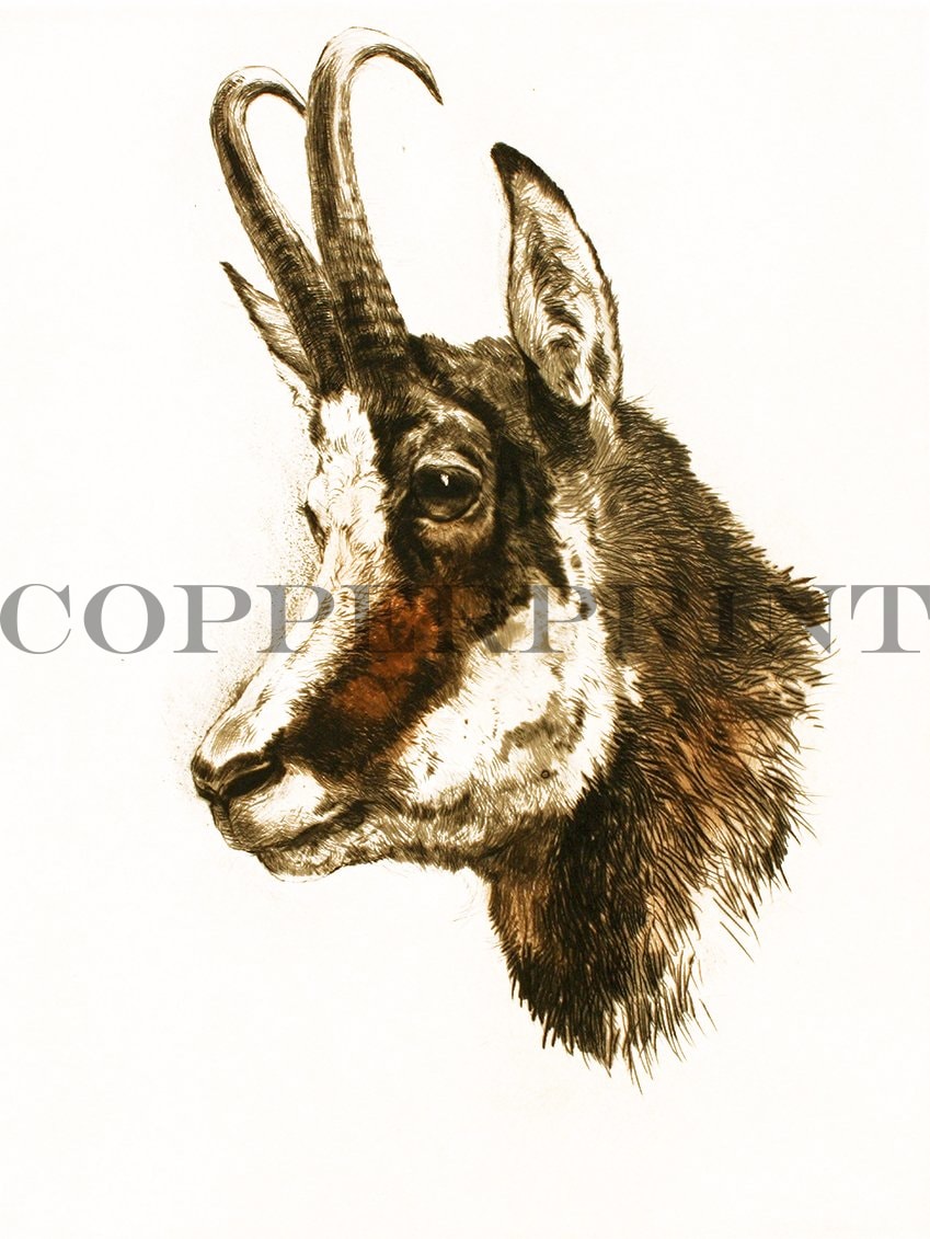 Studie eines Gamskopfes Kunstdruck Tiefdruck