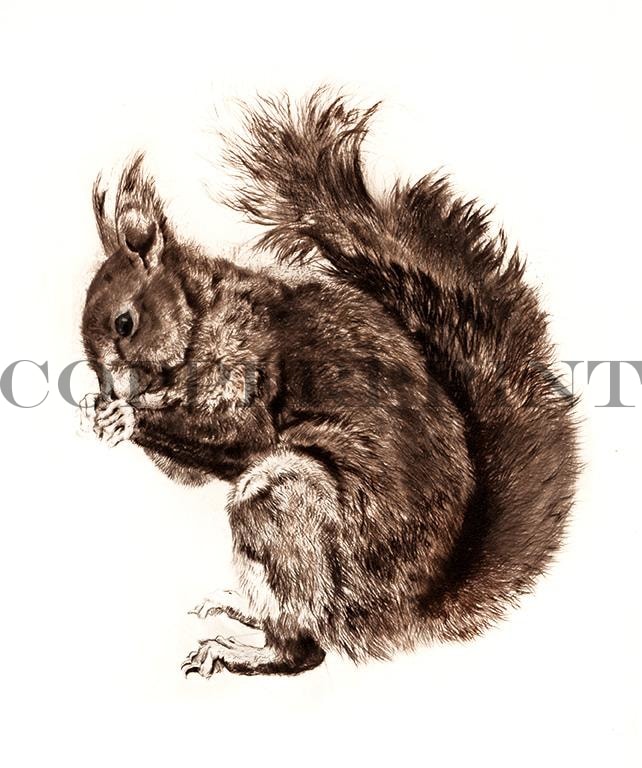 Studie eines Eichhörnchen Kunstdruck Tiefdruck