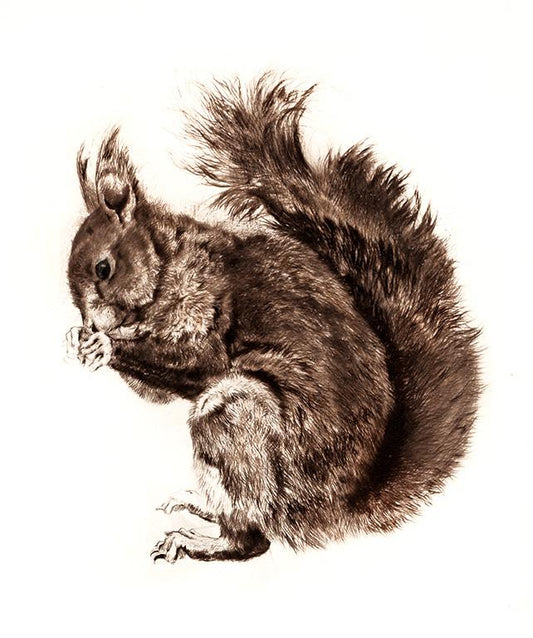 Studie eines Eichhörnchen Kunstdruck Tiefdruck
