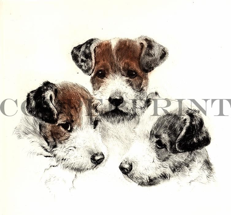 Drei Terrierköpfe Kunstdruck Tiefdruck
