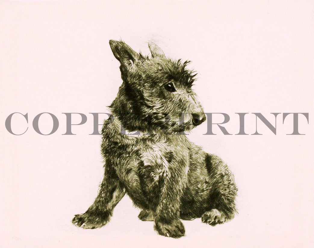 Studie eines sitzenden Terriers Kunstdruck Tiefdruck