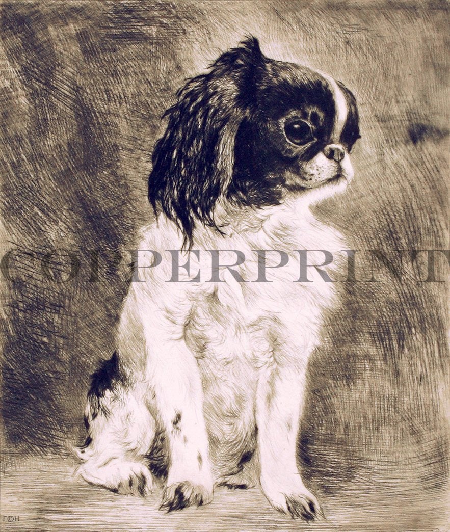 Studie eines Pekinesen Kunstdruck Tiefdruck