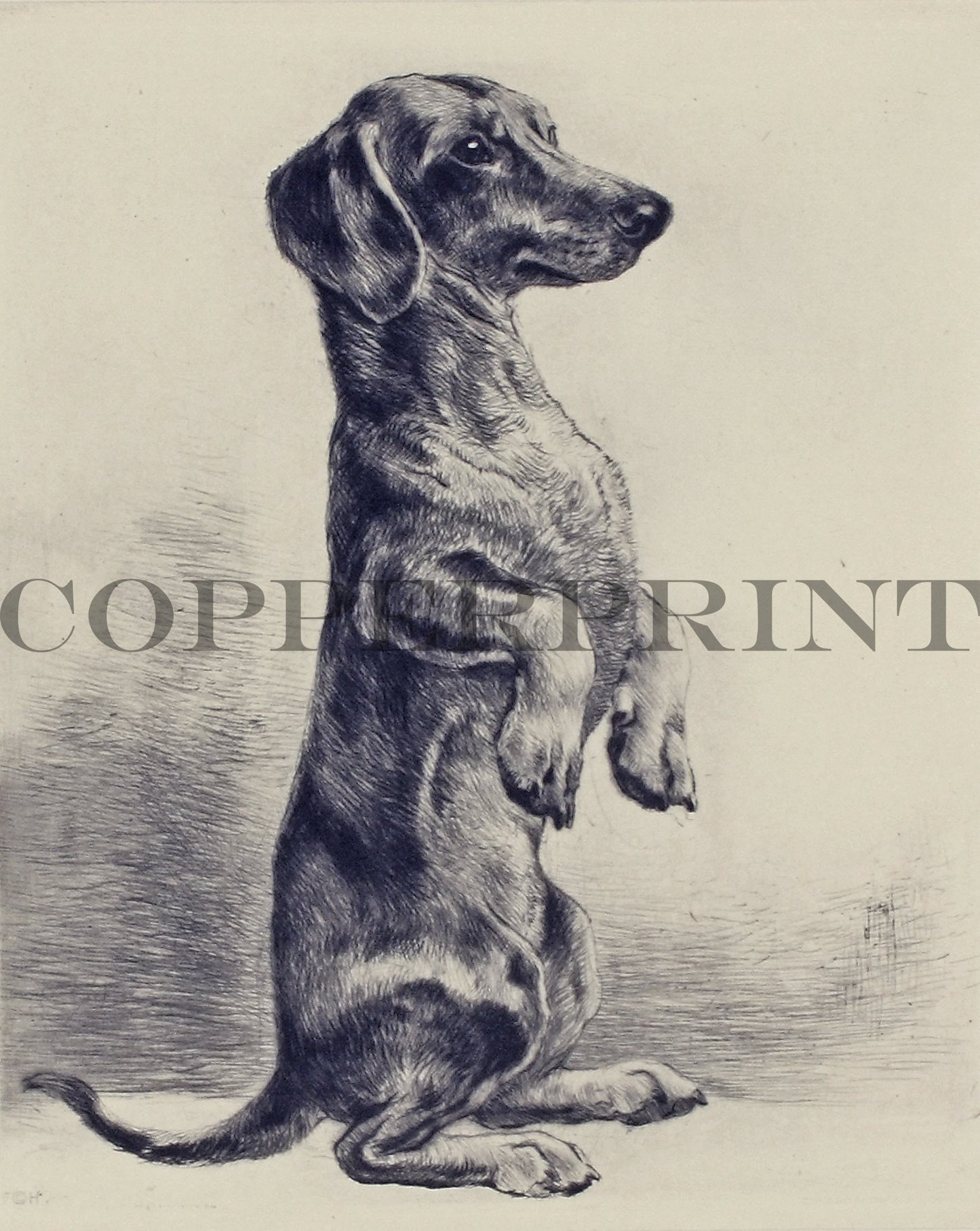 Studie eines Dackels Kunstdruck Tiefdruck