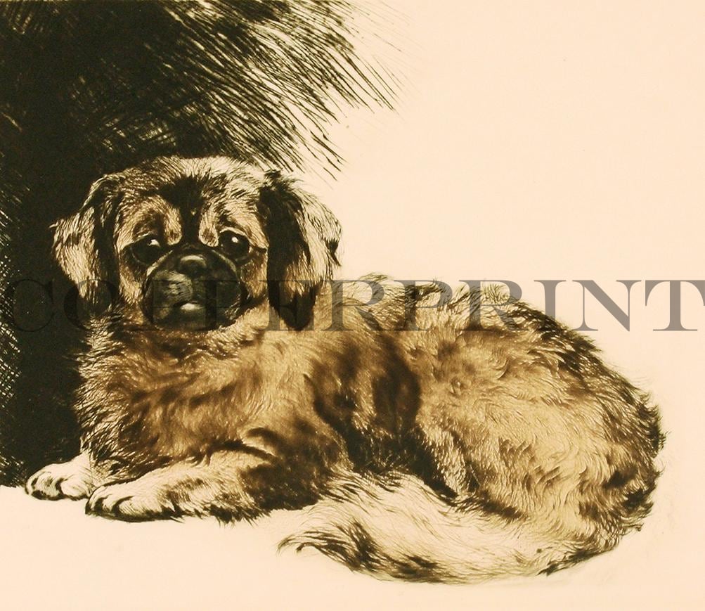 Studie eines Pekinesen Kunstdruck Tiefdruck