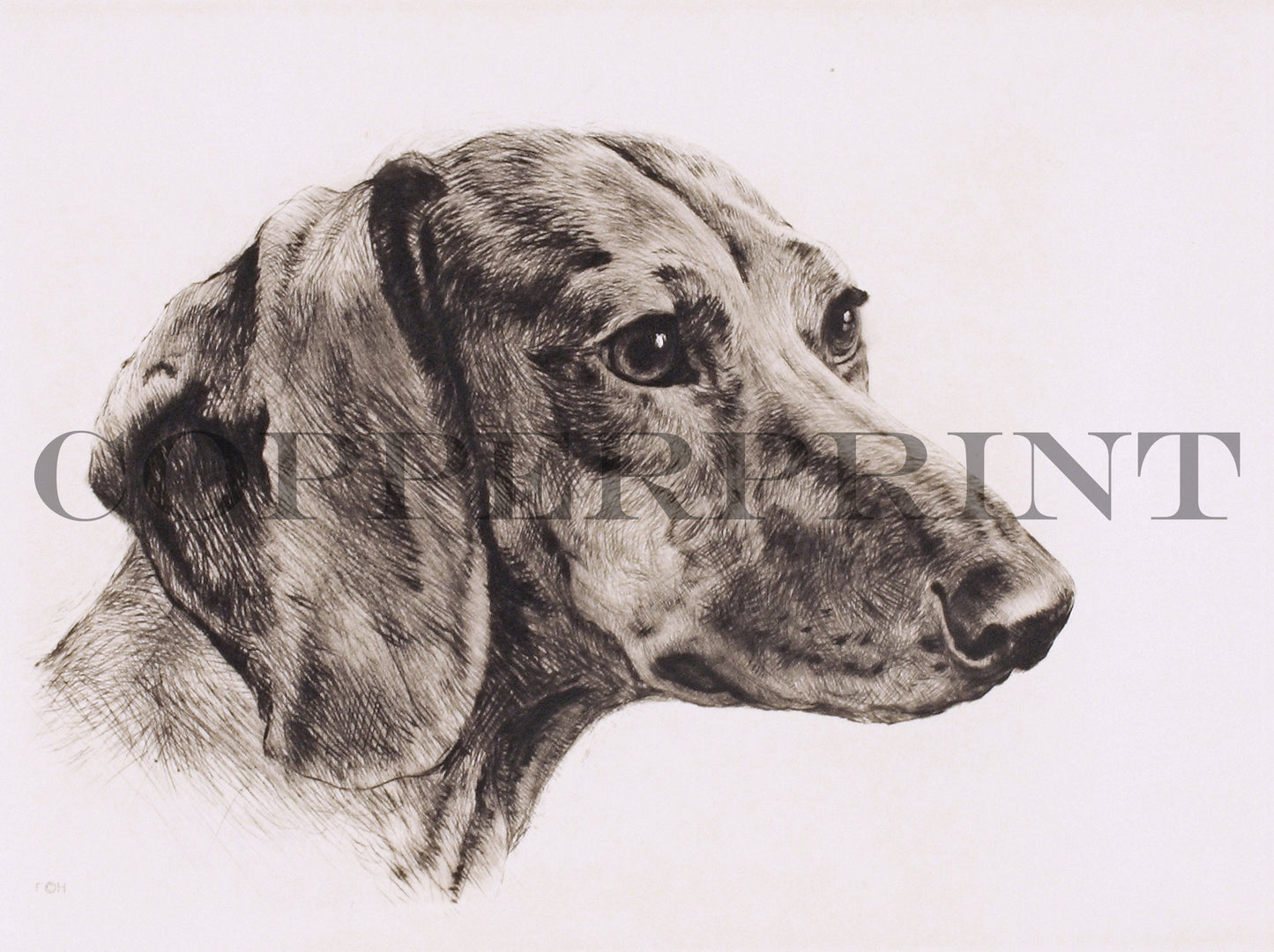 Studie eines Hundekopfes Kunstdruck Tiefdruck