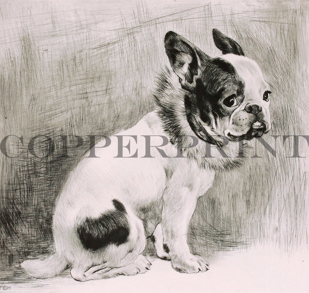 Studie eines sitzenden Mopses Kunstdruck Tiefdruck