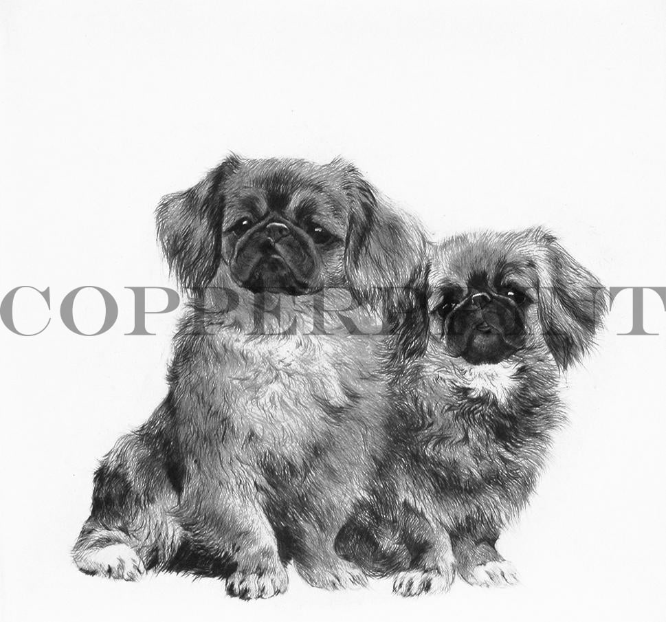 Studie von zwei Pinscher Hunden Kunstdruck Tiefdruck