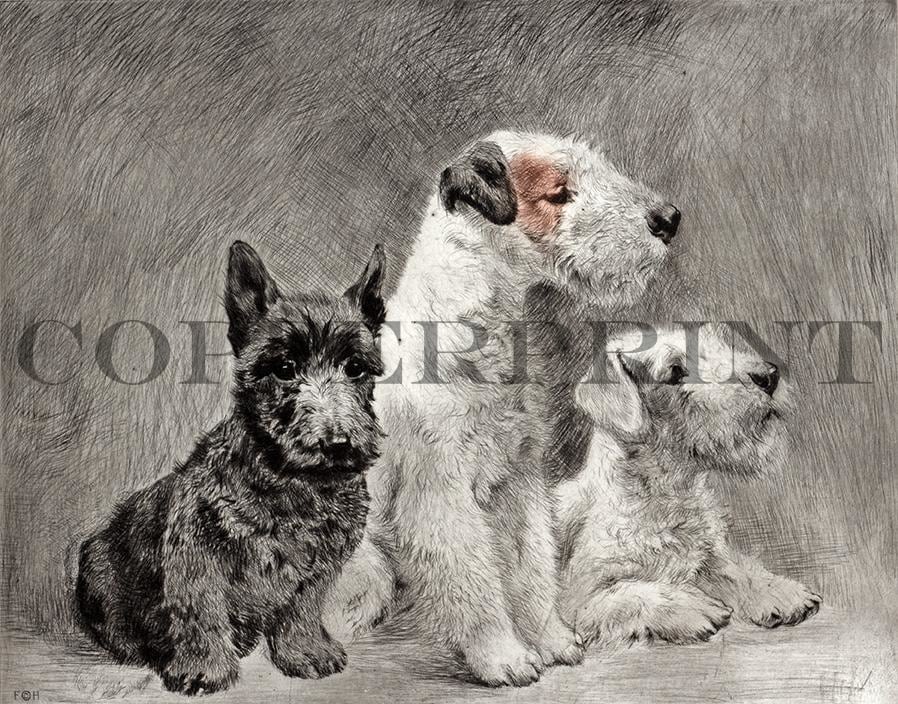 Drei junge Terrier sitzen nebeneinander Kunstdruck Tiefdruck