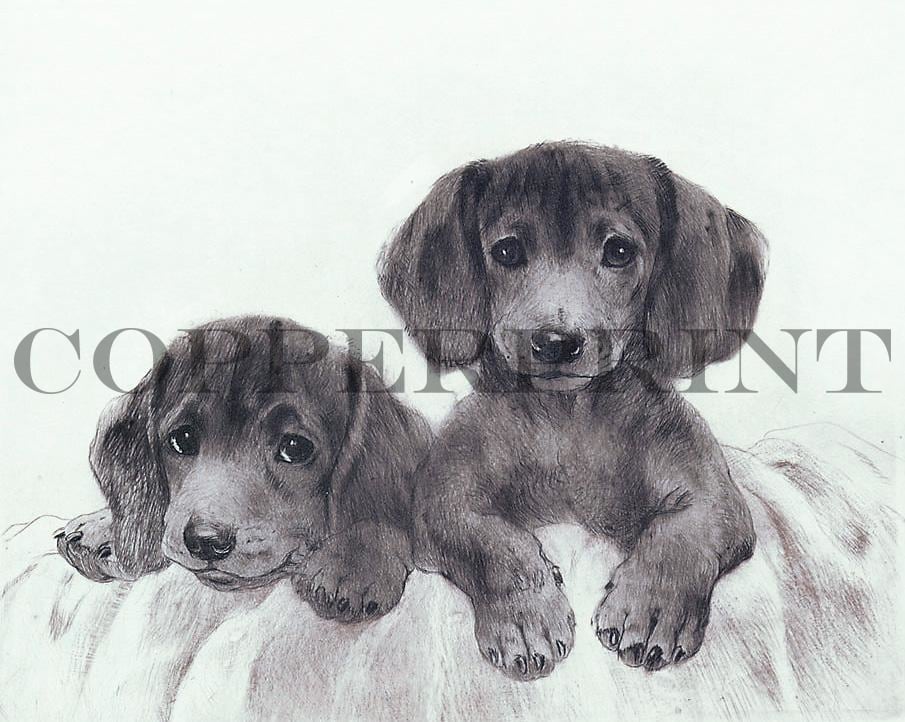 Studie zweier Babydackel Kunstdruck Tiefdruck
