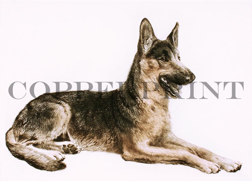 Studie eines liegenden Schäferhundes Kunstdruck Tiefdruck