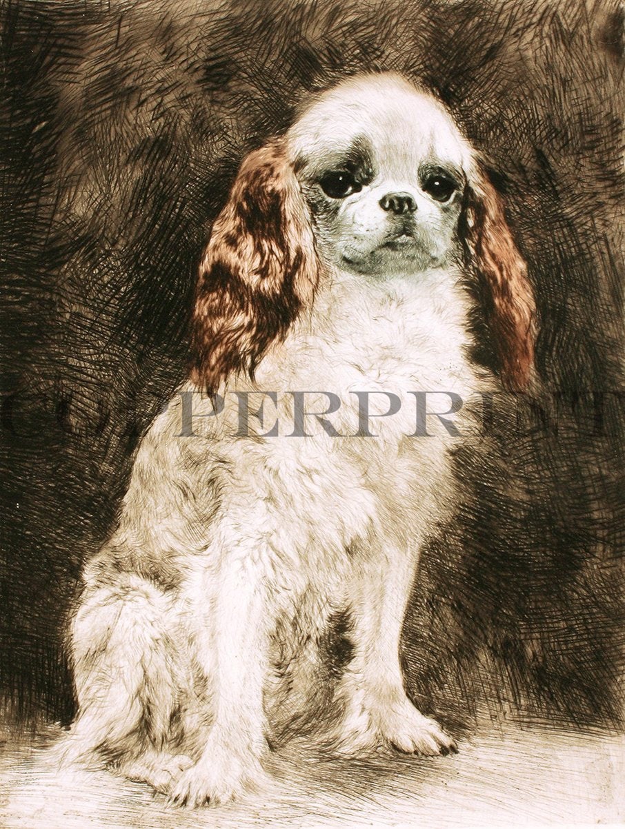 Studie eines Spaniels Kunstdruck Tiefdruck