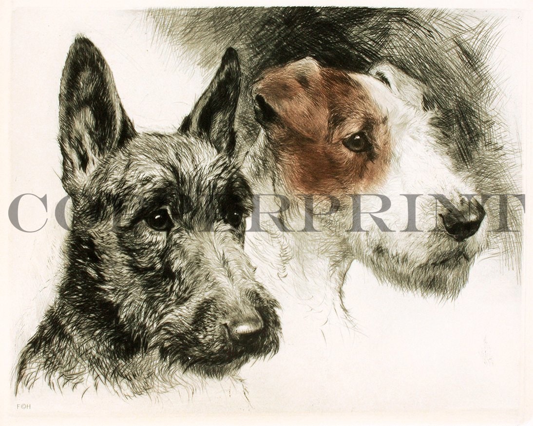 Studie zweier Scotch Tierrier Kunstdruck Tiefdruck