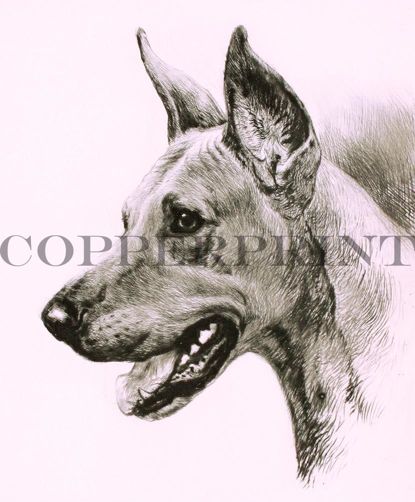 Studie eins Hundekopfes Kunstdruck Tiefdruck