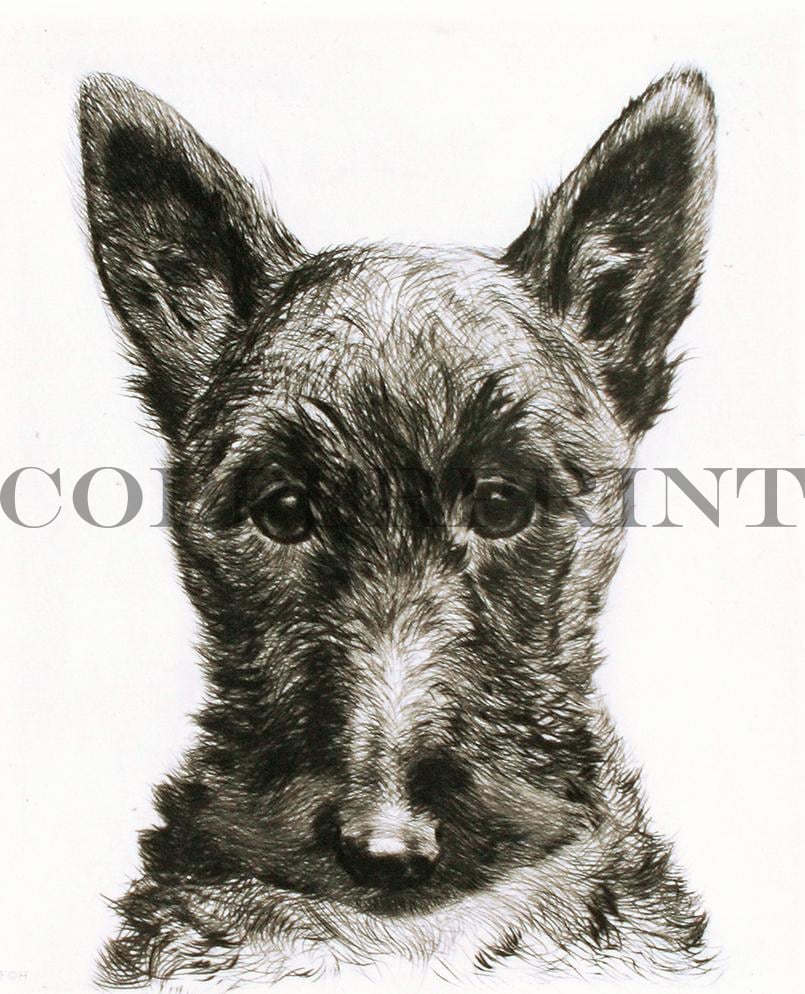 Studie eines Terrierkopfes Kunstdruck Tiefdruck