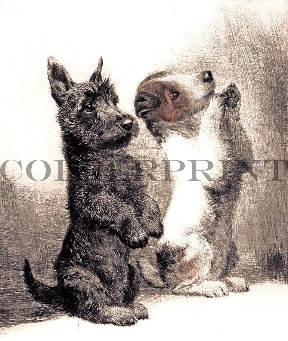 zwei Terrier machen Männchen Kunstdruck Tiefdruck