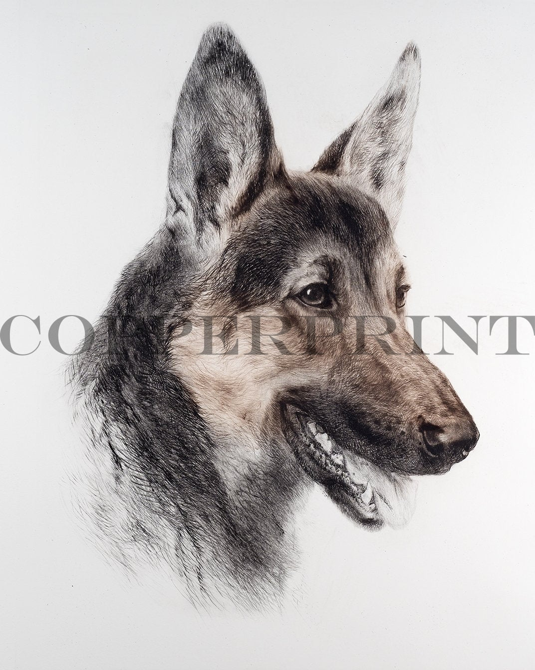 Studie eines Schäferhundkopfes Kunstdruck Tiefdruck