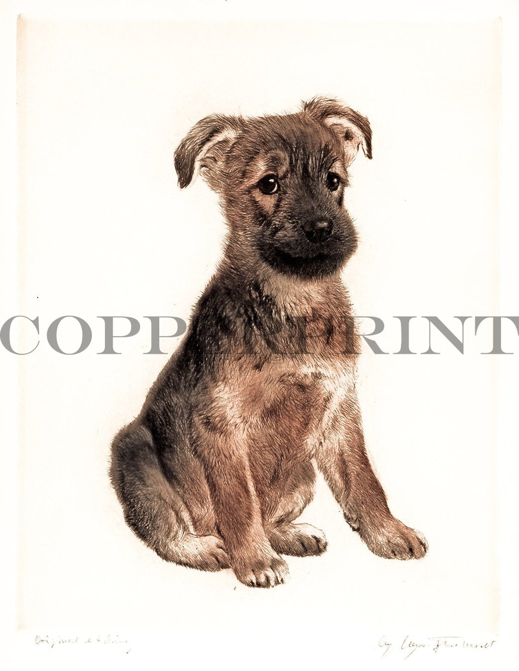 Studie eines sitzenden Terriers Kunstdruck Tiefdruck