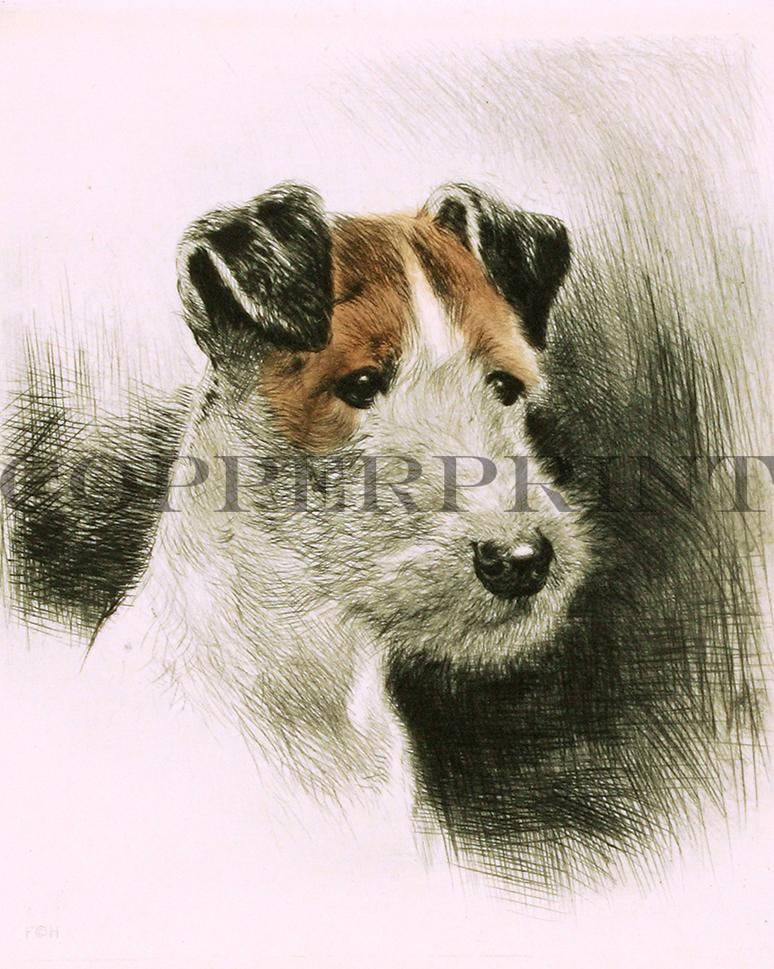 Studie eines Terrierkopfes Kunstdruck Tiefdruck