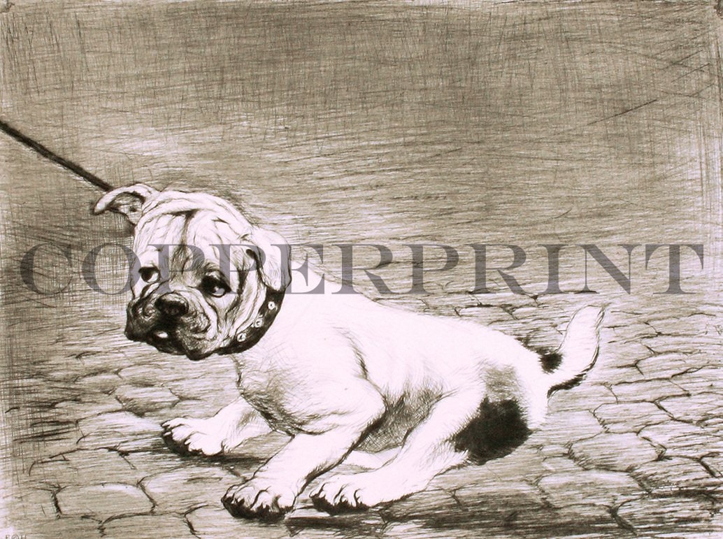 Mops weigert sich Gassi zu gehen Kunstdruck Tiefdruck