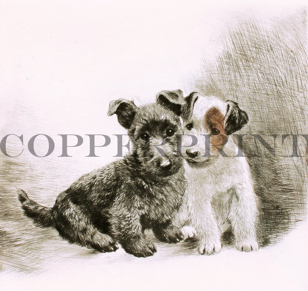 Studie zweier Scotch Tierrier Kunstdruck Tiefdruck