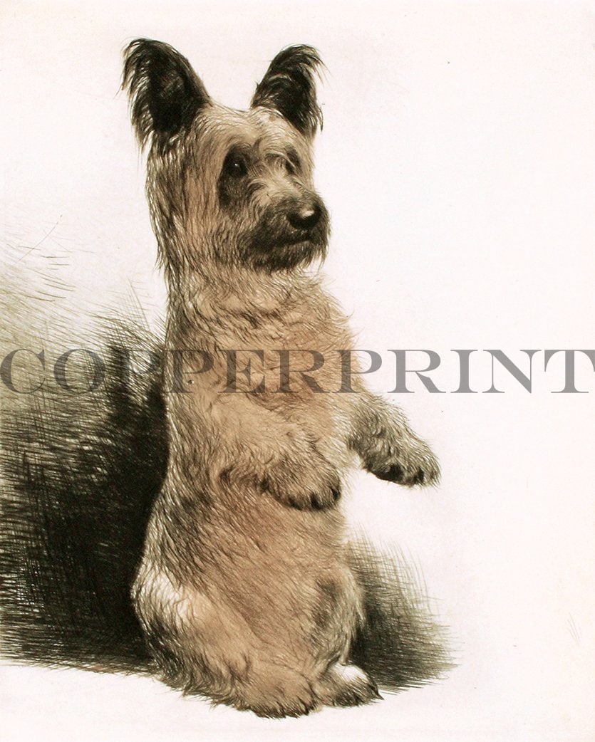 Sky Terrier macht Männchen Kunstdruck Tiefdruck