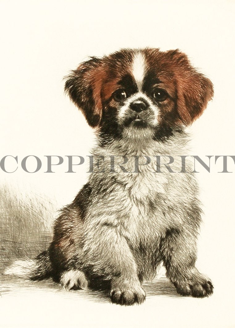 Studie eines jungen Pekinesen Kunstdruck Tiefdruck